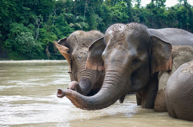 Gajah-gajah Sumatera mandi di sungai