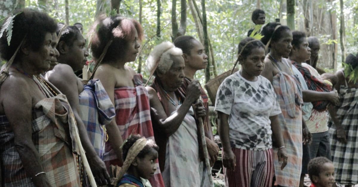 Tanpa Hutan Prahara Ekologi Melanda Tanah Papua Selamatkan Hutan Hujan