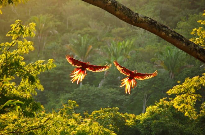 Dua burung makaw karmizi dengan sayap terbentang lebar terbang di hutan hujan