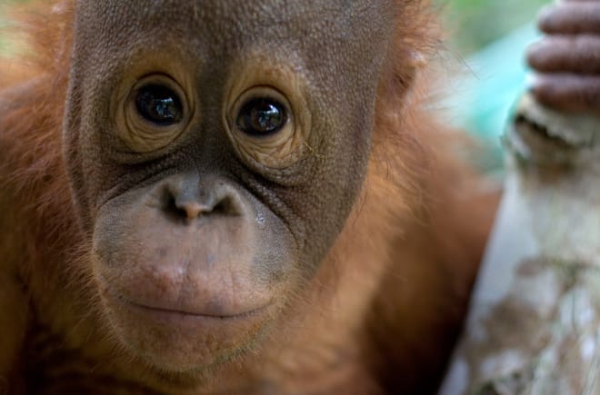 muka Orang-Utan