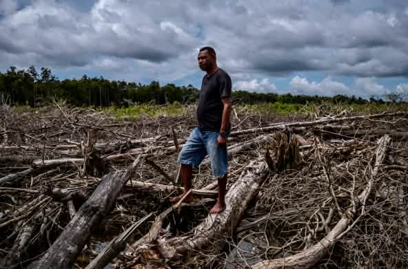 Pembukaan hutan di Wanam, PSN Merauke
