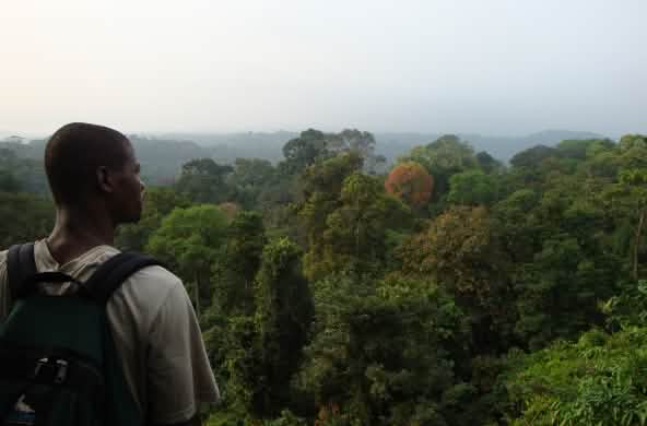 Hutan hujan di selatan Taman Nasional Korup, Kamerun