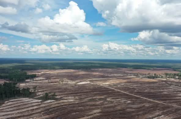 Rawa gambut di Kalimantan