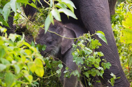 Gajah Sumatera di kawasan ekosistem Leuser
