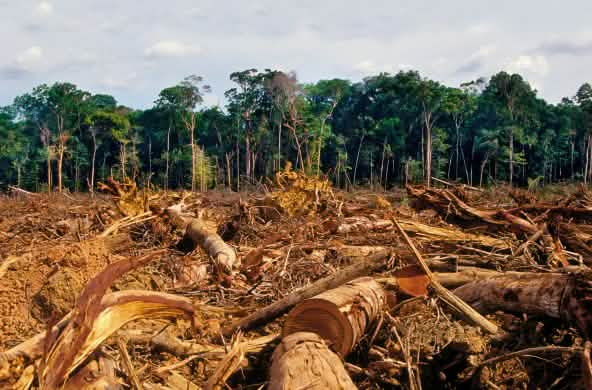 pembukaan hutan hujan