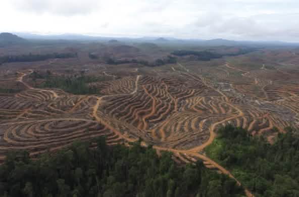 Hutan dirampas demi sawit