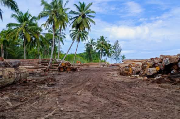 Batang kayu dibawah pohon kelapa