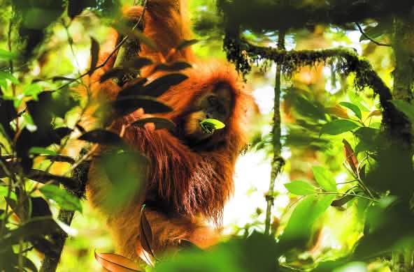 orangutan Tapanuli di pohon