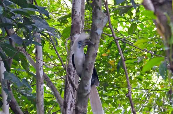 Rangkong tanduk panjang