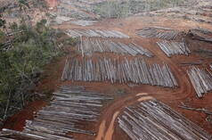 Pengundulan hutan di Boven Digoel oleh PT Digoel Agri