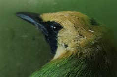 Kepala burung berwarna hijau dengan kening kuning