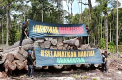 dua tranparen dan tumpukan kayu