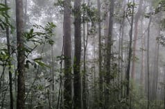 Hutan di Gunung Sebayan