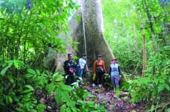 4 perempuan di depan pohon raksasa