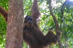 Orang utan sumatra bergelantungan di pohon