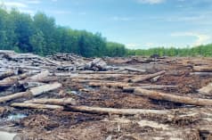 Pembukaan hutan di Kalteng