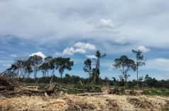 Pembukaan hutan di Seunagan Timur, Nagan Raya