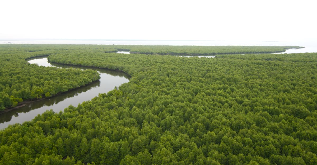 Hutan Bakau Rawa Gambut Perlindungan Lahan Basah Di Aceh Selamatkan Hutan Hujan