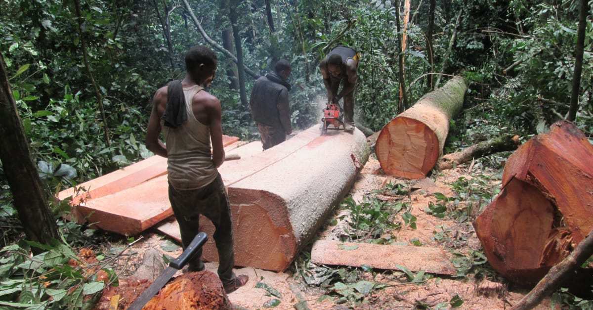 Nigeria Selamatkan Hutan Di Cross River State Selamatkan Hutan Hujan