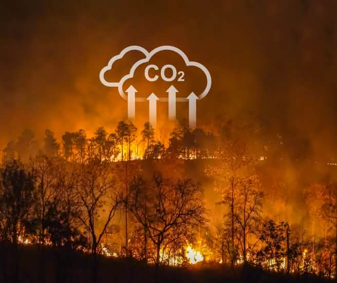 Kebakaran hutan dan tebang bakar hutan berkontribusi pada pemanasan dunia