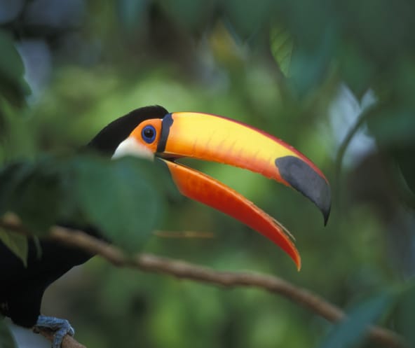 Seekor burung tukan besar bertengger di atas batang pohon di hutan hujan