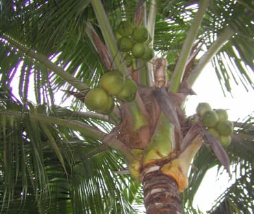 pohon kelapa