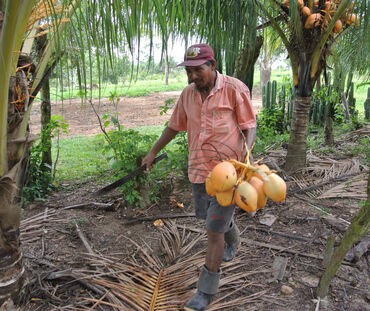 Seorang petani dengan buah kelapa di tangan