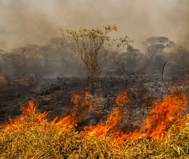 kebakaran hutan di Brasil