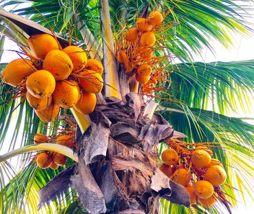 Buah kelapa bertengger di pohonnya