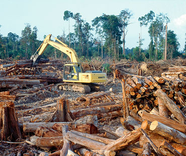 Pencengkram pohon di hutan yang sudah gundul