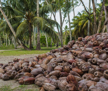 Tumpukan kelapa tua berwarna cokelat di sebuah perkebunan kelapa