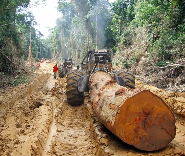 Penebangan hutan tropis di hutan hujan Basin Kongo Pohon besar dari hutan hujan di Kongo ditarik