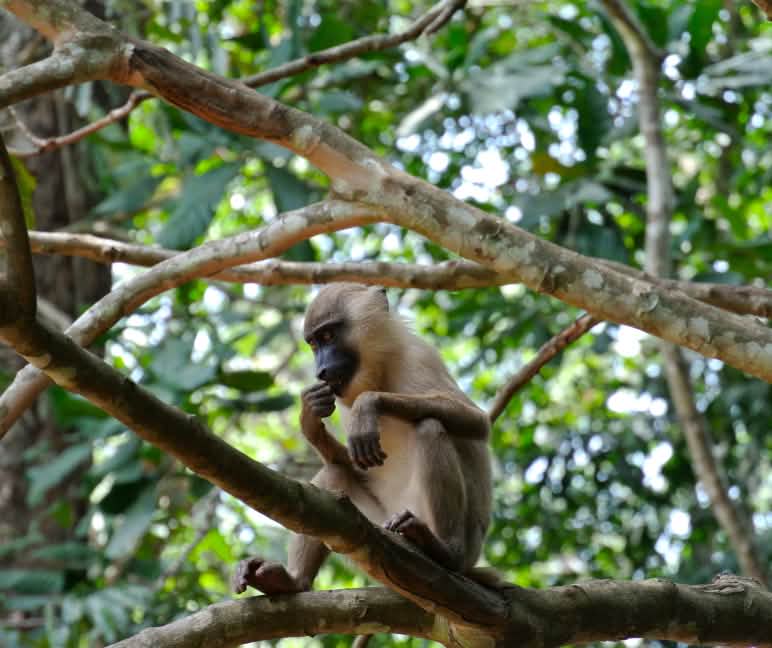 Hutan hujan yang utuh merupakan habitat dari hewan yang tak terkira jumlahnya - banyak diantaranya belum dikenali ilmuwan Monyet diatas pohon