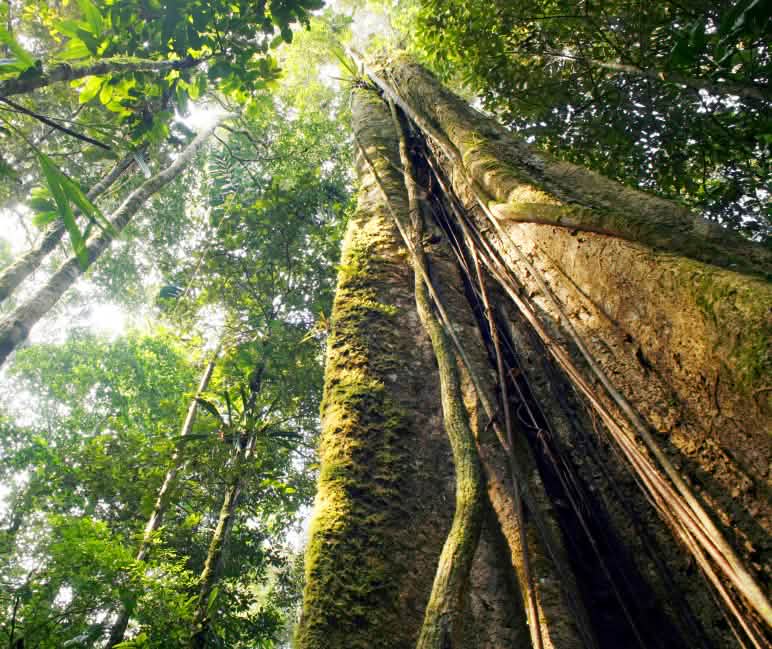 Pohon-pohon besar membentuk kanopi yang rapat Hutan Hujan Amazonas