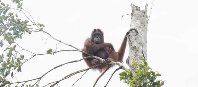 Orangutan di pohon