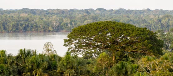 Hutan dan sungai di Taman Nasional Yasuni. Ekuador