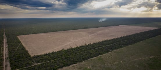 Foto dari udara dua lahan besar berbentuk segiempat yang baru ditebang dan jalan tembus yang membelah hutan