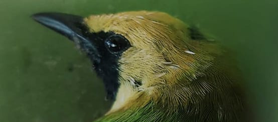 Kepala burung berwarna hijau dengan kening kuning