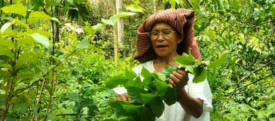 Perempuan Batak dengan pohon gambir