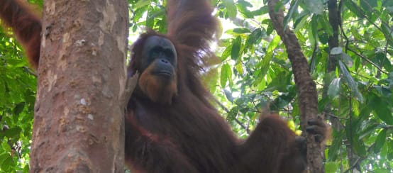 Orang utan sumatra bergelantungan di pohon