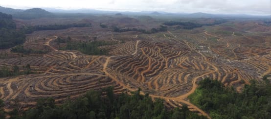 Hutan dirampas demi sawit