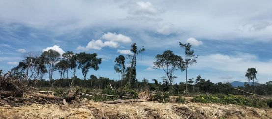 Pembukaan hutan di Seunagan Timur, Nagan Raya