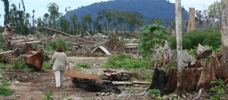 Menelusuri jejak kehancuran di Papua Marianne berjalan diantara pepohonan yang tumbang