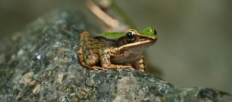Kodok ini adalah Kongkang racun? (Odorrana hosii) Kongkang racun?