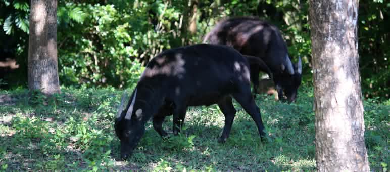 Di Sulawesi hidup anoa. Hewan ini merupakan hewan endemis Sulawesi. Anoa, sapi kerdil dari Sulawesi