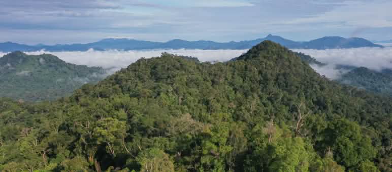 Hutan di Bukit Serayukan, di Laman Kinipan, masih utuh. Transparen raksasa dari jauh