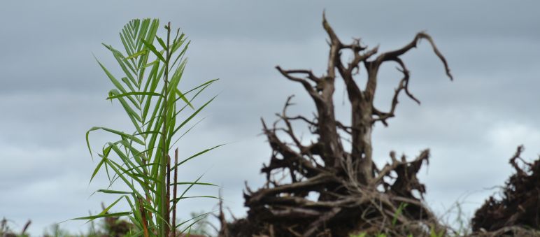 Untuk minyak sawit hutan di Malaysia ditebang Hutan gambut di Sarawak digundulkan dan dikonversi