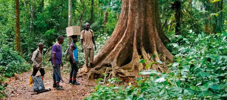 Eco-Guards berada di hutan dalam kelompok-kelompok kecil Eco Guards di hutan hujan