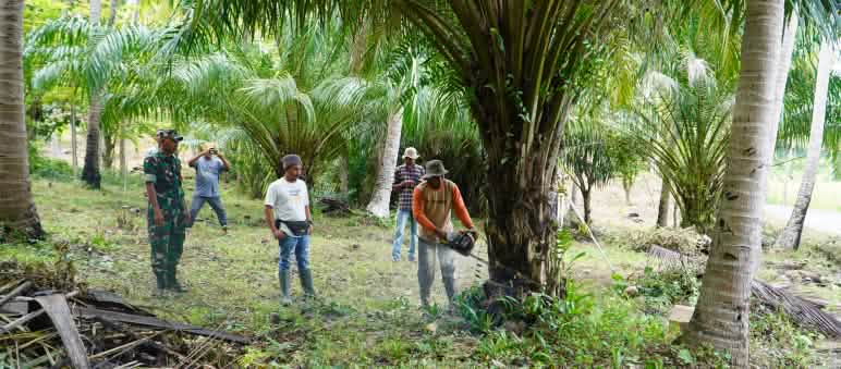 Pohon sawit yang ditanam ilegal ditebang Pohon sawit ditebang