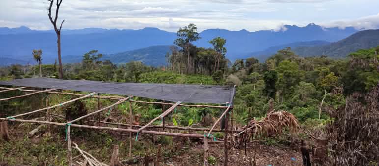 Harapan bagi anak-cucu kami - luka-luka di kawasan ekosistem Leuser akan sembuh Pandangan dari Bank Pohon ke KEL